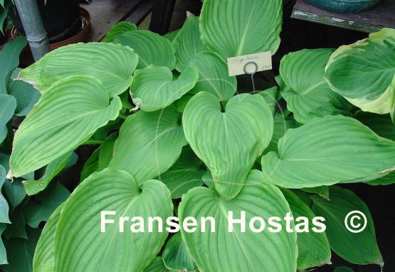 Hosta hypoleuca